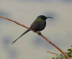 Nectarinia kilimensis