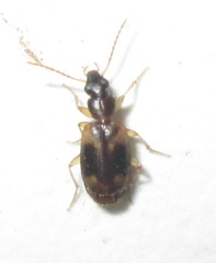 Mesolestes