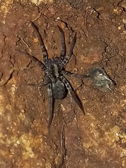 Lycosidae