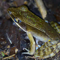 Lithobates warszewitschii