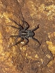 Lycosidae