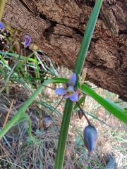Dianella tasmanica