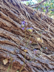 Dianella tasmanica