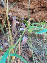 Dianella tasmanica