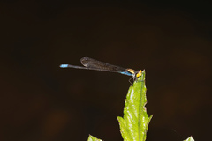 Pseudagrion aureofrons