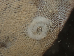 Corambe pacifica