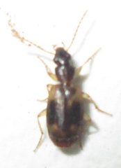Mesolestes