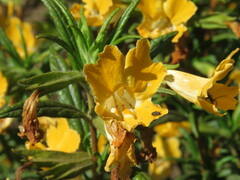 Diplacus longiflorus