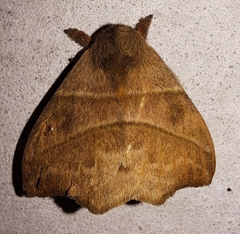 Hylesia lineata