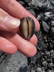 Monetaria caputophidii