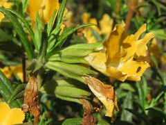 Diplacus longiflorus