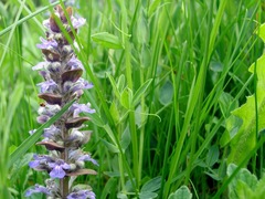 Ajuga