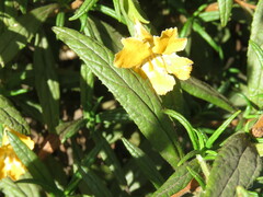 Diplacus longiflorus