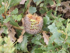 Banksia quercifolia