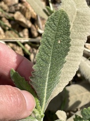 Eriodictyon crassifolium