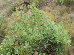 Banksia quercifolia