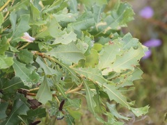 Banksia quercifolia