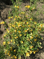 Diplacus longiflorus