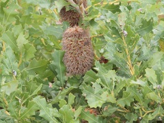 Banksia quercifolia