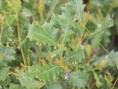 Banksia quercifolia