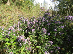 Symphyotrichum × versicolor