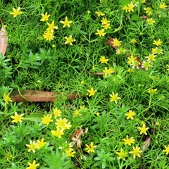 Ranunculus amphitrichus