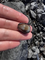 Monetaria caputophidii