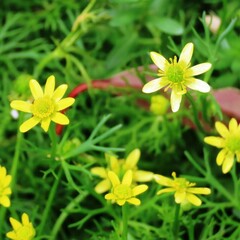 Ranunculus amphitrichus
