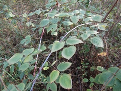 Rubus occidentalis