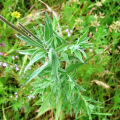 Epilobium hirtigerum