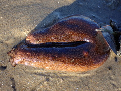 Apostichopus parvimensis