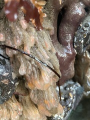 Clavelina