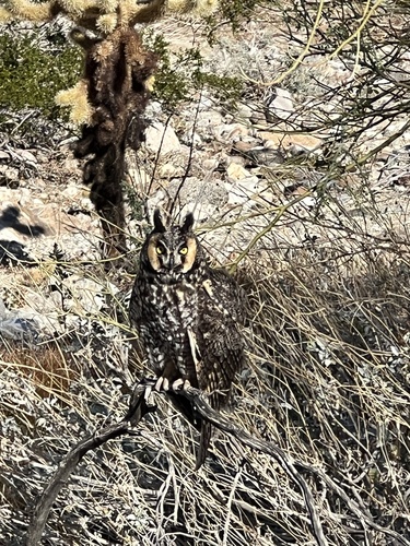 iNaturalist observation photo of Long-eared Owl