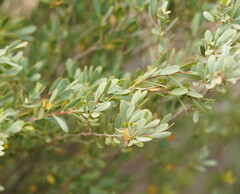Leptospermum coriaceum