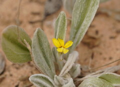 Goodenia robusta