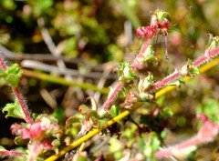 Cliffortia tricuspidata