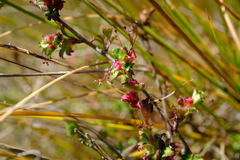Cliffortia tricuspidata