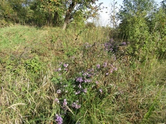 Symphyotrichum × versicolor