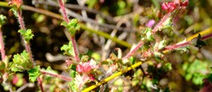 Cliffortia tricuspidata