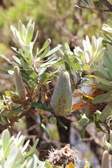 Banksia serrata
