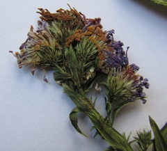 Symphyotrichum × versicolor