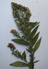 Symphyotrichum × versicolor