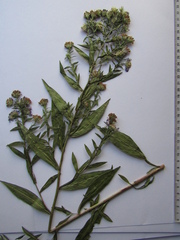 Symphyotrichum × versicolor