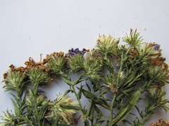 Symphyotrichum × versicolor