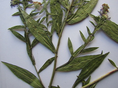 Symphyotrichum × versicolor