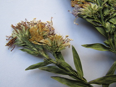 Symphyotrichum × versicolor