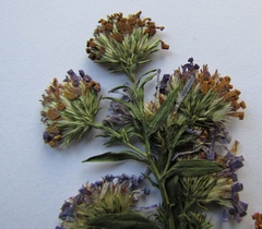 Symphyotrichum × versicolor