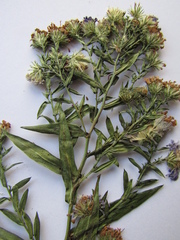 Symphyotrichum × versicolor