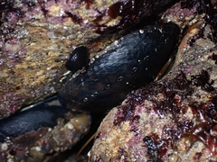 Haliotis cracherodii