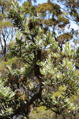 Banksia serrata